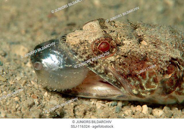 Reef lizardfish eats pufferfish, Synodus variegatus, Arathron mappa