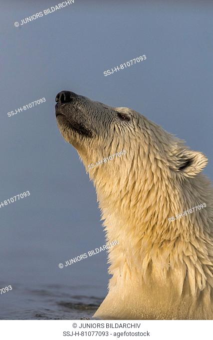 Polar Bear (Ursus maritimus, Thalarctos maritimus). Adult in the sea. Kaktovik, Alaska. Every fall polar bears gather near Kaktovik on the northern edge of ANWR