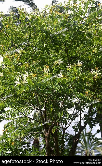 Orchid tree or mountain ebony (Bahuinia variegata) is a deciduous tree native to southern Asia
