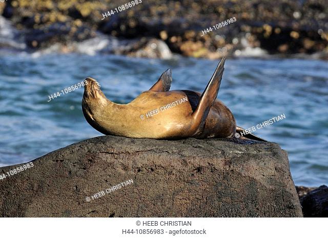 10856983, Ecuador, Galapagos Sea Lion, Zalophus wo