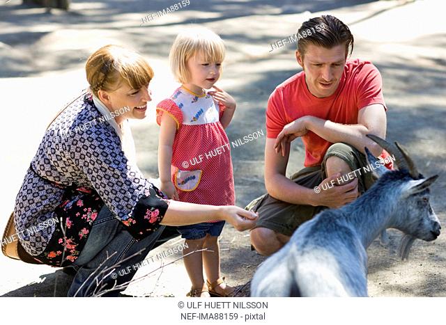 Parents and daughter with goat at zoo