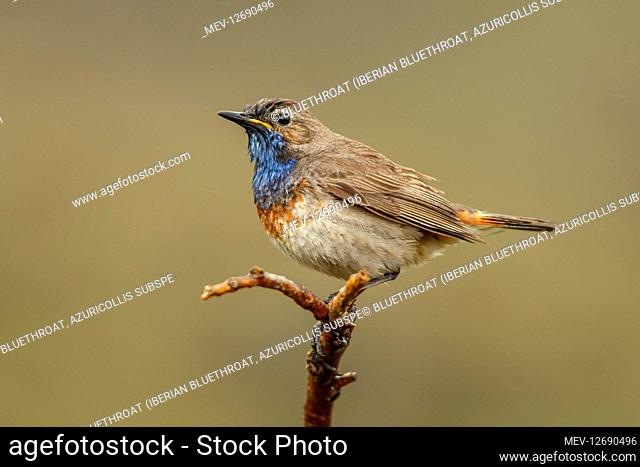 Bluethroat (Iberian Bluethroat, azuricollis subspecies) - male perched - Castilla Leon, Spain