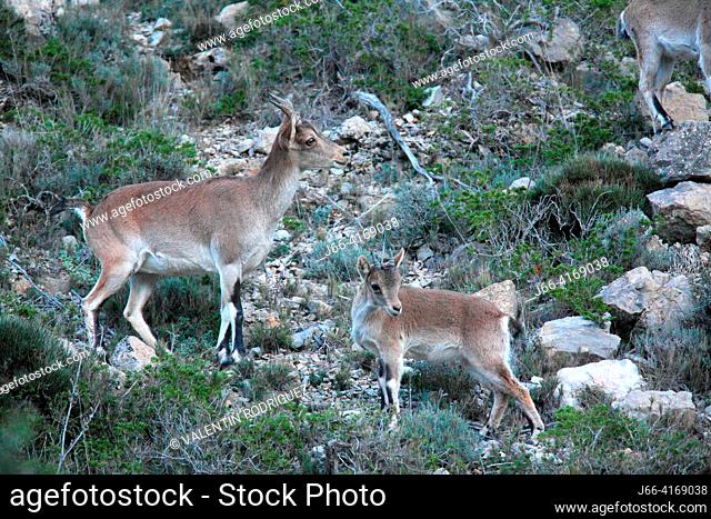 Male and calf of mountain goats (Capra pyrenaica hispanica) in the Sierra Javalambre natural park. Teruel.  Mountain goats have specific physical...