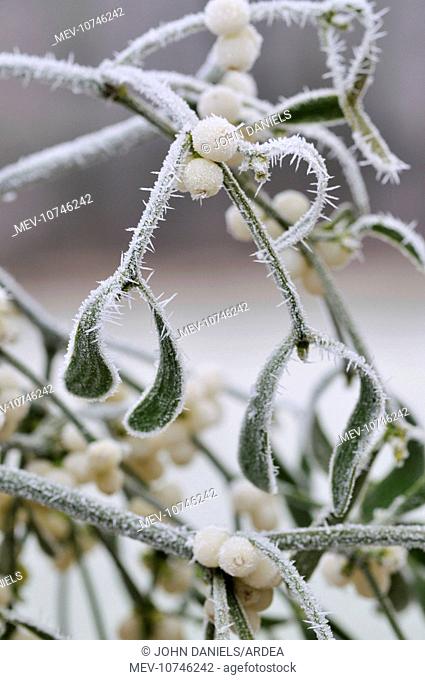 Mistletoe - with frost (Viscum album)