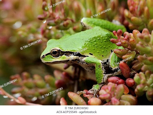 Pacific Tree Frog Pseudacris regilla Victoria BC, Canada