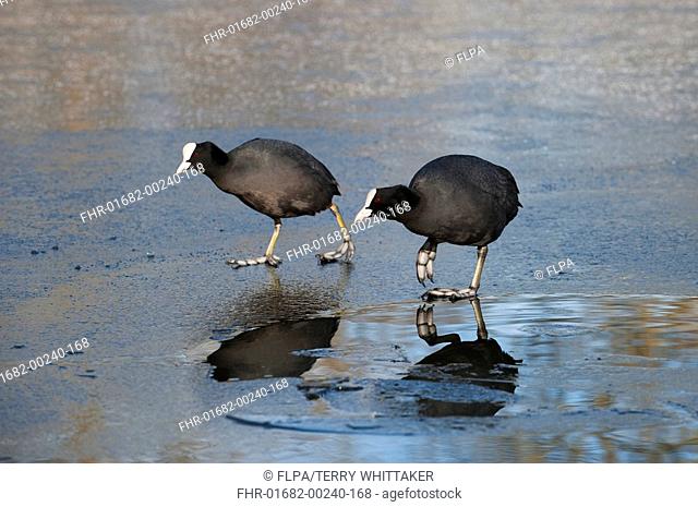 Common Coot Fulica atra two adults, walking on ice, Reddish Vale Country Park, Greater Manchester, England, winter