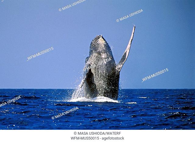 humpback whale breaching, Megaptera novaeangliae, Pacific Ocean, Hawaii, USA