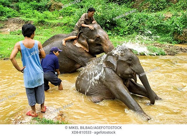 elephant cleaning in an elefant camp, Chiang Mai Province, Thailand, Asia