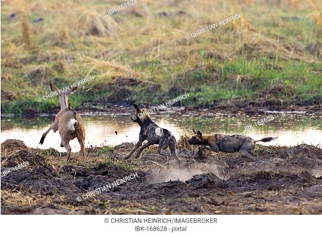 African wilddogs - Lycaon pictus - are hunting a carless young kudu. Linyanti, Chobe National Park, Botswana, Africa
