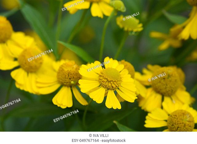 Common sneezeweed - Latin name - Helenium autumnale
