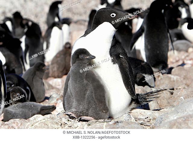 Adelie penguin Pygoscelis adeliae adult and chick in tightly packed breeding and nesting colony on Paulet Island, Antarctic Peninsula  Adelie penguins are truly...