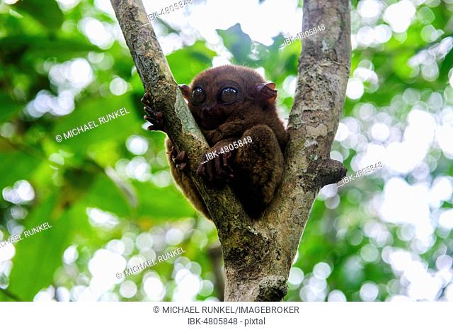 Tarsier (Tarsiidae), smallest monkey in the world, Bohol, Philippines