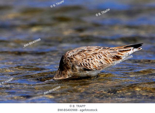bar-tailed godwit (Limosa lapponica), on the feed, New Caledonia, Ile des Pins