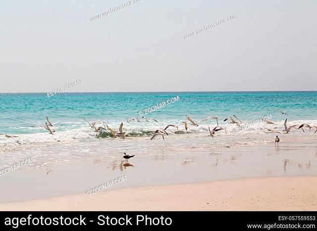 near sandy beach sky   and mountain in oman arabic sea