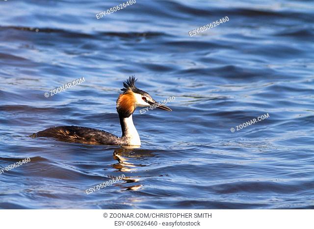 Great crested grebe (Podiceps cristatus) on the water