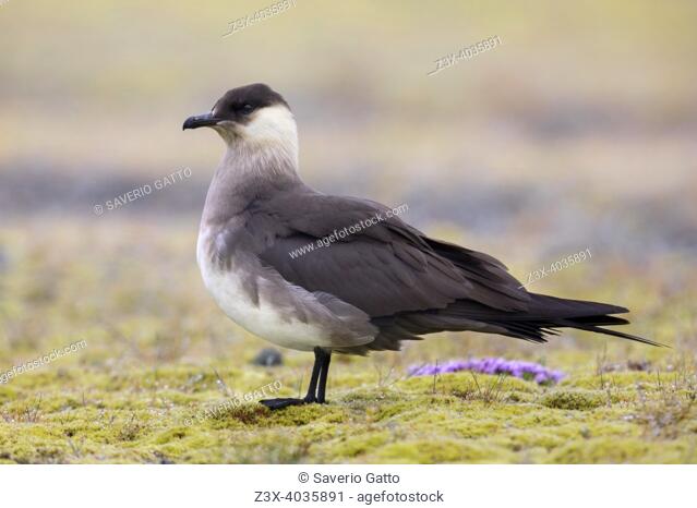 Parasitic Jaeger (Stercorarius parasiticus), side view of a light morph adult standing on the ground, Southern Region, Iceland