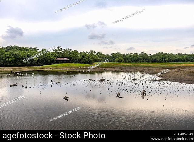 Sungei Buloh wetland reserve in Singapore, Asia