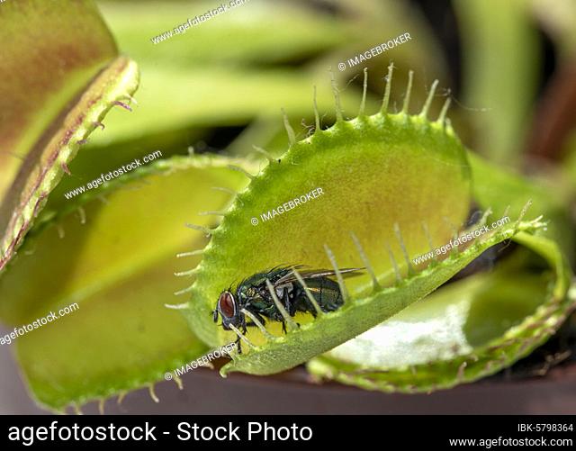 Fly (Brachycera) in Venustrap (Dionaea muscipula)