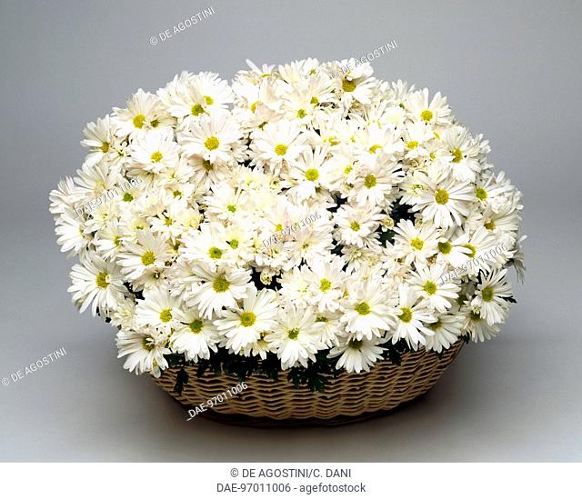 Korean Chrysanthemun (Chrysanthemum coreanum), Asteraceae