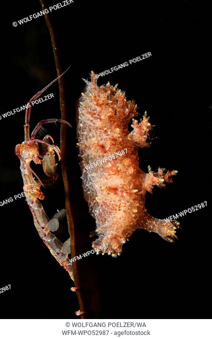 Skeleton Shrimp and Nudibranch, Caprella septentrionalis, Dendronotus frondosus, White Sea, Karelia, Russia