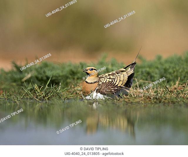 Pin-tailed Sandgrouse Pterocles alchata, male soaking breast feathers to carry water back to young, Belchite, Aragon, Spain, July