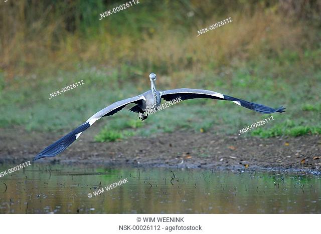 Grey Heron (Ardea cinerea) in flight over the water, The Netherlands