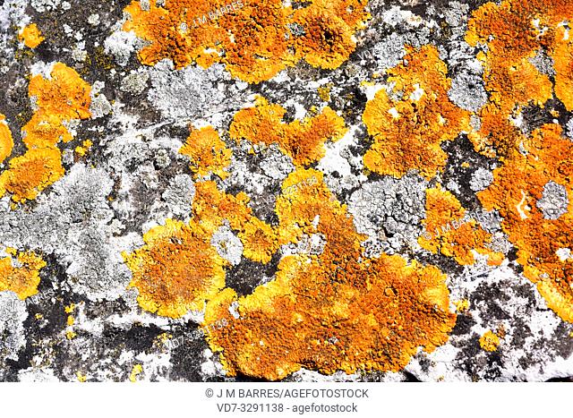 Caloplaca flavescens is a crustose placodioid lichen that grows on calcareous rocks. Other lichens presents are Aspicilia (grey) and Verrucaria (black)