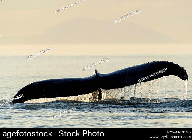 Humpback whale tail fluke, Megaptera novaeangliae, near Samuel Island in the Gulf Islands, Vancouver Island, BC Canada