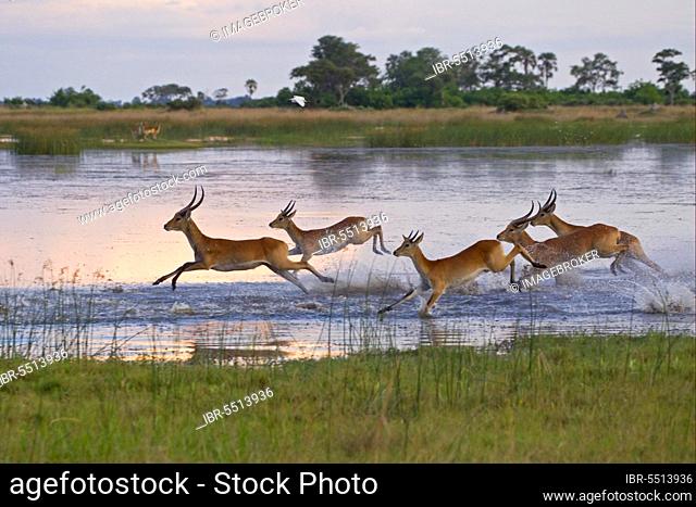 Red lechwe (Kobus leche leche) lechwe, red lechwe antelope, red lechwe waterbuck, red lechwe antelope, antelope, ungulates, even-toed ungulates, mammals