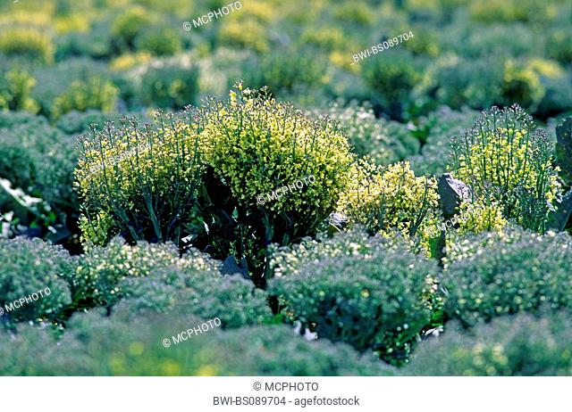 Italian broccoli, sprouting broccoli (Brassica oleraceae var. italica), Broccoli plants grown for seed, USA, California, Salinas Valley