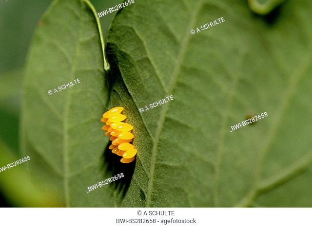 multicoloured Asian beetle Harmonia axyridis, Eggs of the at the underside of a leaf, Germany, Bavaria