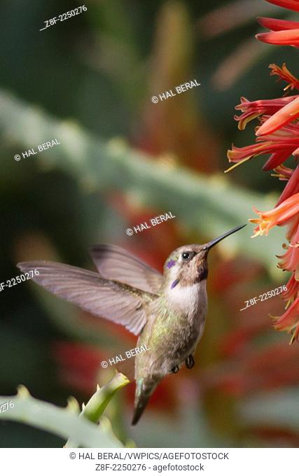 Costa's Hummingbird feeding.(Calypte costae).Los Cabos, Mexico