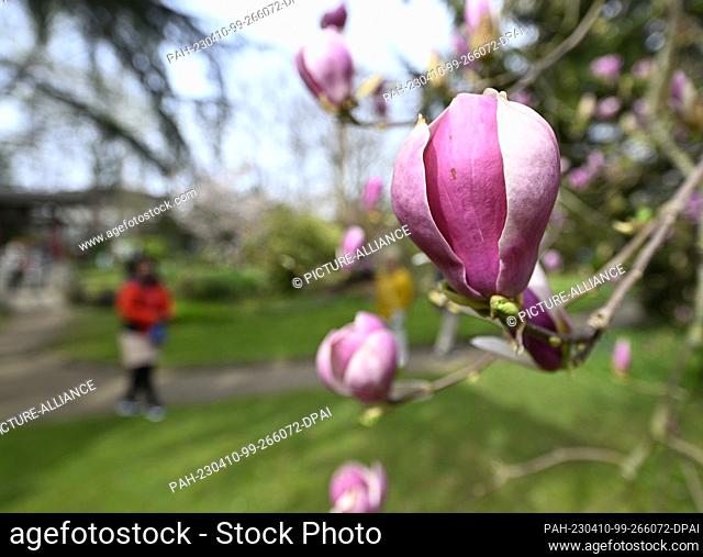 10 April 2023, North Rhine-Westphalia, Leverkusen: Walkers pass a magnolia in bloom in the Japanese garden. People took advantage of the sunshine and mild...