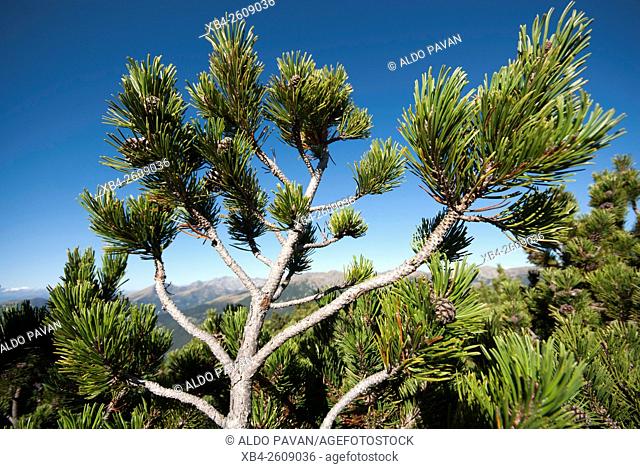 Mountain pine (Pinus sarentensis), Sarentino, Sarntal valley, Trentino-Alto Adige (Südtirol), Italy