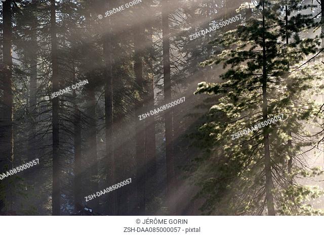 Sunlight shining through forest, Sequoia National Park, California, USA