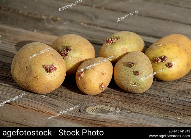 Solanum tuberosum, Kartoffel, potato, Keimlinge, buds