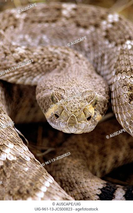 Western diamond-backed rattlesnake flicking tongue New Mexico, USA