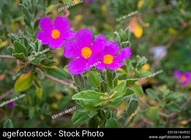 Cistus albidus, the grey-leaved cistus, is a shrubby species of flowering plant in the family Cistaceae, with pink to purple flowers