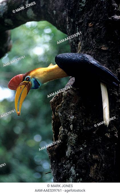 Red-knobbed Hornbill, Sulawesi, male feeds Figs to female. (Rhyticeros cassidix) Indonesia gift