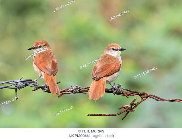 Pair of yellow-chinned spinetails (Certhiaxis cinnamomeus) perched on barbed wire in the Caribbean