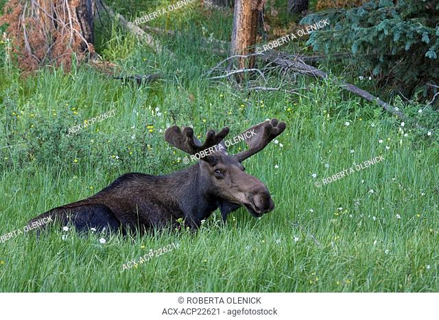 Bull moose Alces alces, lying down, Rocky Mountain National Park, Colorado, USA