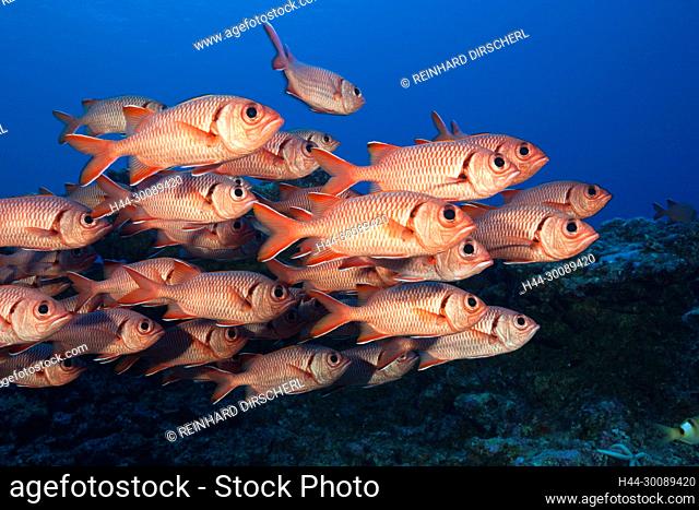 Shoal of Blotcheye Soldierfish, Myripristis berndti, Fakarava, Tuamotu Archipel, French Polynesia