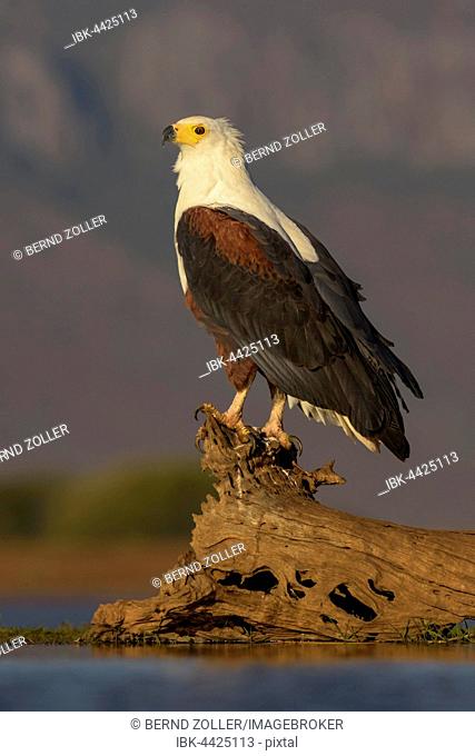 African fish eagle (Haliaeetus vocifer) sitting on log in water, Zimanga Private Game Reserve, KwaZulu-Natal, South Africa