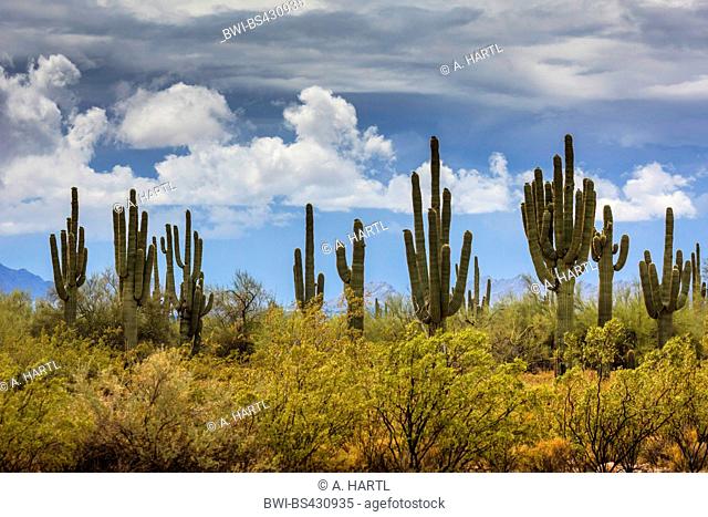 saguaro cactus (Carnegiea gigantea, Cereus giganteus), after rain, USA, Arizona, Sonoran
