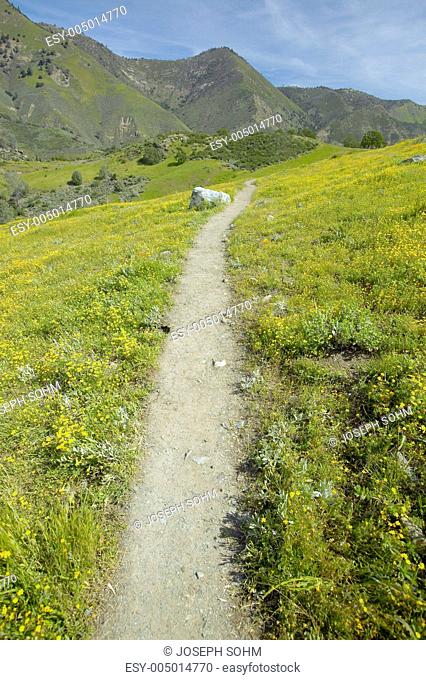 Walking path through spring flowers near Figueroa Mountain near Santa Ynez and Los Olivos, CA
