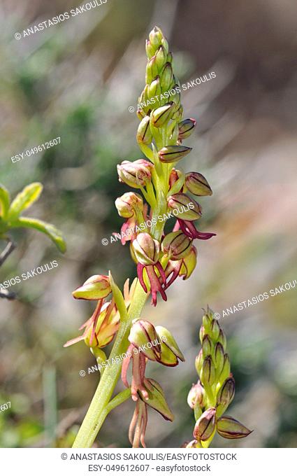Orchis anthropophora, the Man Orchid formerly Aceras anthrophophorum, Crete