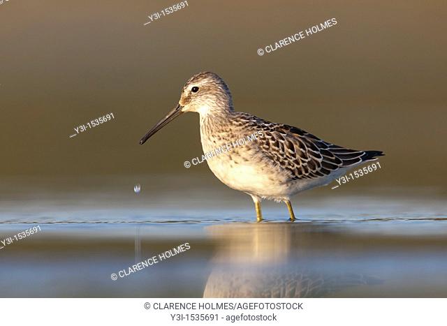 A Stilt Sandpiper Calidris himantopus foraging for food in the East Pond, Jamaica Bay Wildlife Refuge, Queens, New York City, New York, USA