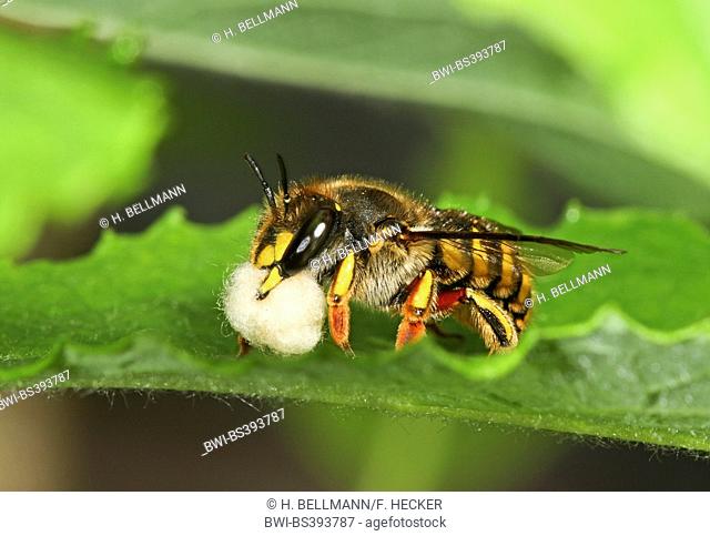 Wool carder bee (Anthidium manicatum, Anthidium maculatum), with plant wool for building the nest, Germany