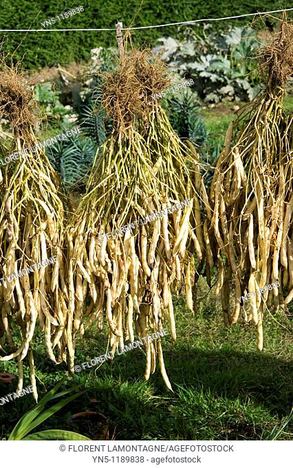 France, Bretagne province, Departement of Cote d'Armor 22, Penvenan   Banch of Coco beans drying in the garden of a fisherman  This bean is famous in the area...