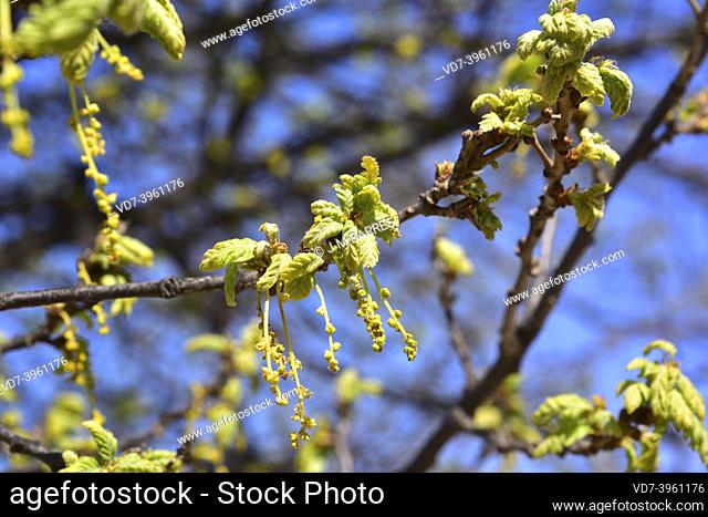 Turkey oak (Quercus cerris) is a deciduous tree native to central and southeastern Europe and Asia Minor. Flowers and young leaves detail
